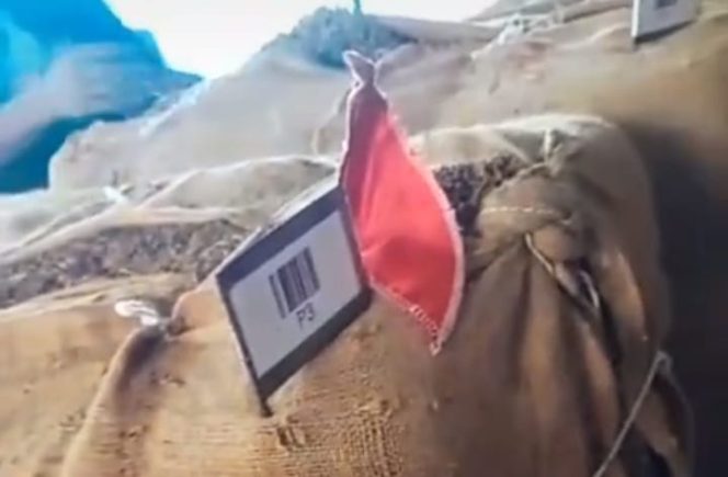 
 Para Petani Menjerit, Harga Tembakau di Jember Anjlok