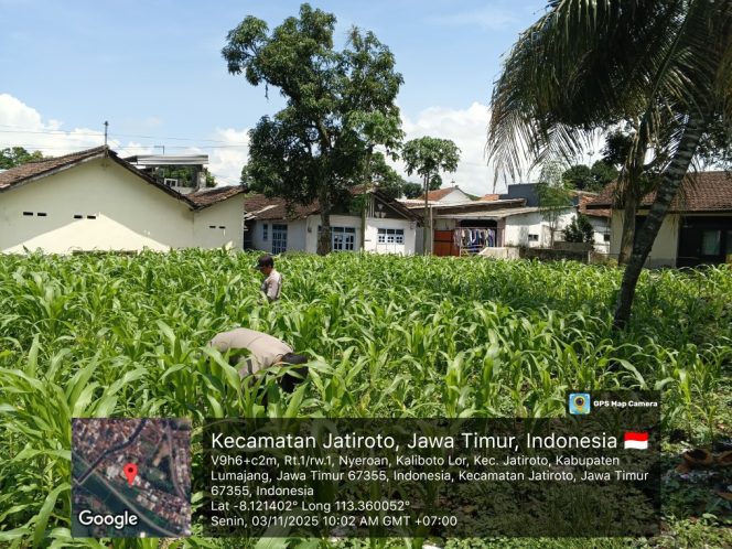 
 Polsek Jatiroto Gerakkan Ketahanan Pangan Lewat Penanaman Jagung di Lahan Sendiri