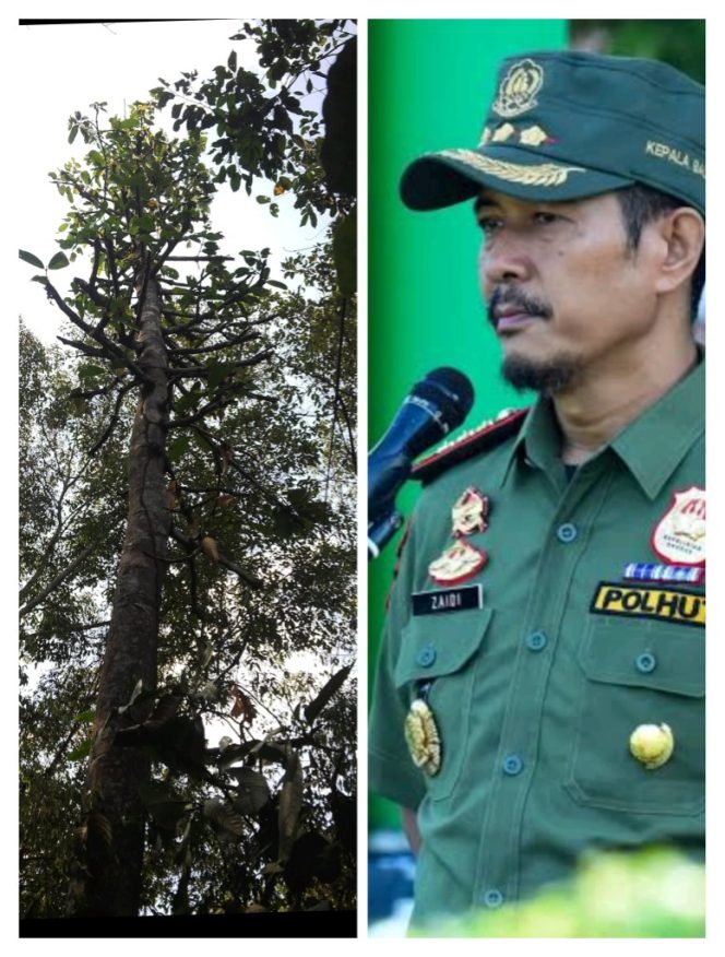 
 Selamatkan Hutan TNWK dari  Predator-predator Penghancur Alam yang Mulai Mengintai  Hutan Taman Nasional Way Kambas