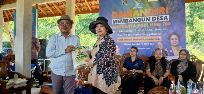 
 Titiek Soeharto Dukung Panen Raya Padi HMS 700 di Sleman, Produktivitas Meningkat Signifikan