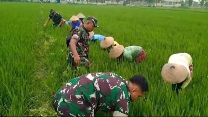 
 Babinsa Bersama Warga Pembersihan Gulma dan Hama Keong di Lahan Pertanian
