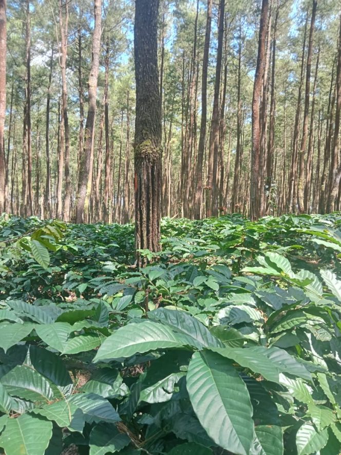 
 Dugaan Penyalahgunaan Kewenangan, Jual Beli Lahan Hutan Negara, dan Intimidasi terhadap Warga Desa Sumberjati, Kabupaten Jember
