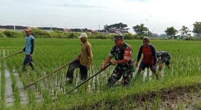 
 TNI Bantu Petani Bersihkan Gulma Tanaman Padi