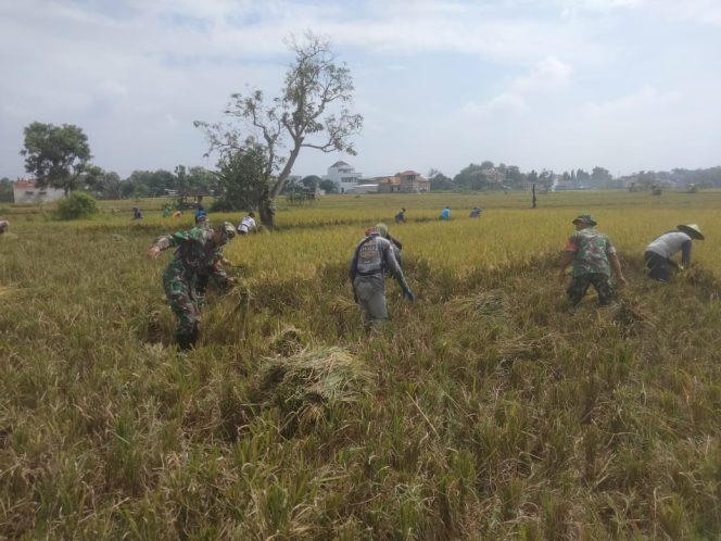 
 Babinsa Dampingi Panen Padi di Lahan Seluas 0,5 Hektar