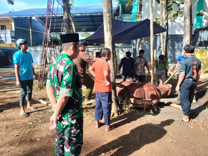 
 Sapi Kurban Presiden RI Seberat 970 Kg Disembelih di Ponpes Citra Suhada Jatisrono, Warga Antusias Hadiri Kegiatan