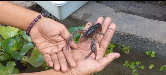 
 Warga Bondowoso Budidaya Udang Air Tawar Hasilkan Cuan Yang Luar Biasa